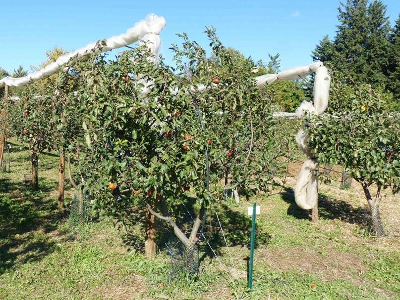 Portes ouvertes au verger conservatoire des Croqueurs de Pommes (Aix)