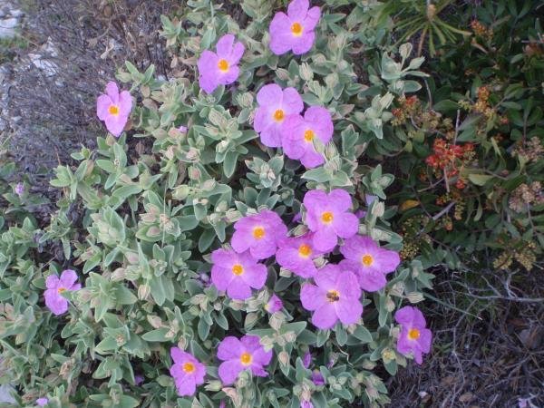 Sortie botanique dans le Parc des Calanques